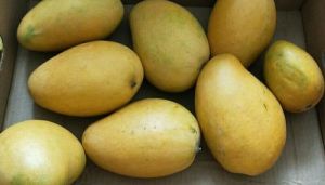 Fresh Banganapalli Mango