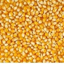 Dried Yellow Corn Seeds