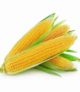 fresh sweet corn