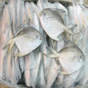 Frozen White Pomfret