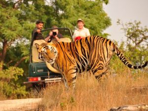 Jim Corbett Tour Package