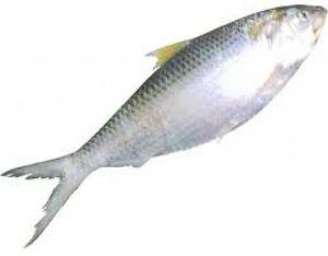 Fresh Hilsa Fish