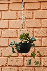 Black Terracotta Hanging Pot with Dotted Money Plant