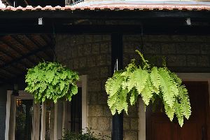 Hanging Basket with Boston Fern