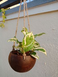Hanging Coconut Shell Planter with Variegated Money Plant