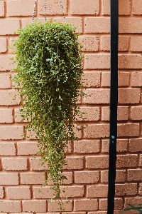 Hanging Pot with Full Grown Pilea