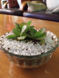 Open glass bowl with succulent