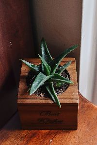 Square Wooden Planter with Succulent Plant