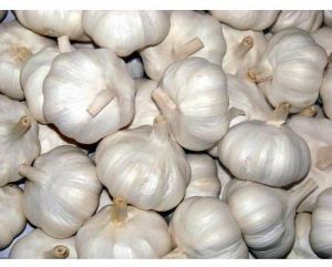 Fresh Garlic