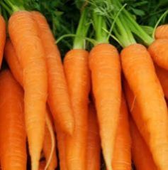 Fresh Carrot