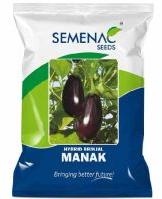 Hybrid Brinjal Manak Seeds