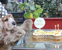 Dog Birthday Party Event Services