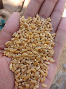 Wheat Seed