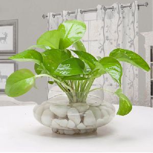 Beautiful Home Decor Money Plant in a Glass Vase