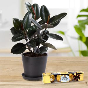 Eye-Catching Present of Rubber Plant in an Elegant Plastic Pot with Rocher Chocolates