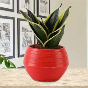 Housewarming Gift of Milt Sanseveria Plant in a Plastic Pot