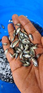 Tilapia Fish Seed