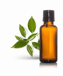 Camphor Oil