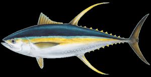 Yellowfin Tuna