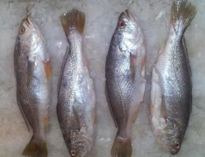 Frozen Silver Croaker Fish