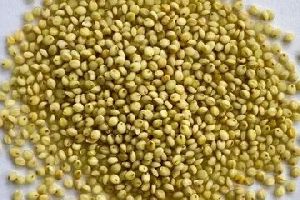 Browntop Millet