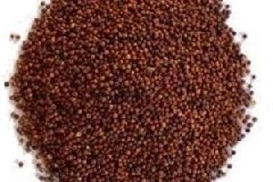 Finger Millet