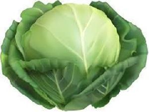 Fresh Cabbage