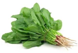 Fresh Spinach Leaves