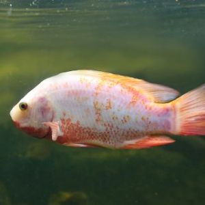 red tilapia fish