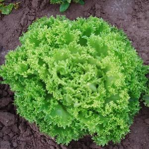 Starfighter Lettuce