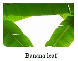 Banana Leaves