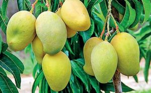 Langra Mango