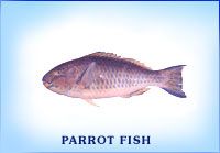 Fresh Parrot Fish