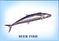 Fresh Seer Fish