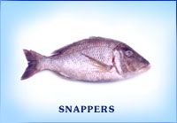 Fresh Snapper Fish
