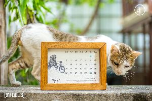 21 Fools Plantable Seed Paper Calendar - kyaari
