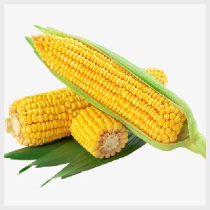 Indian Maize/Yellow Corn