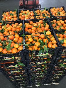 organic navel oranges