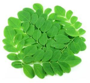 Fresh Moringa Leaves