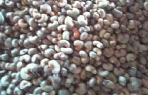 raw cashew nuts shell