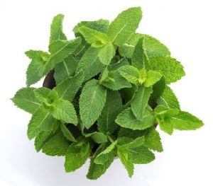 Mint Leaves