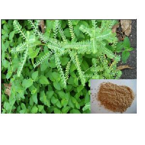 Phyllanthus Extract