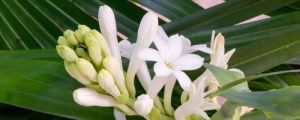 Tuberose Absolute Natural Oil