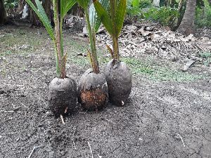 Coconut Seedling Plants