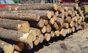 Pine Wood Logs