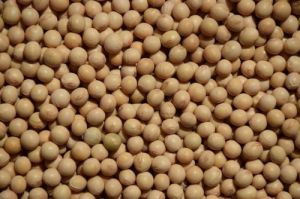 Soybean Seeds