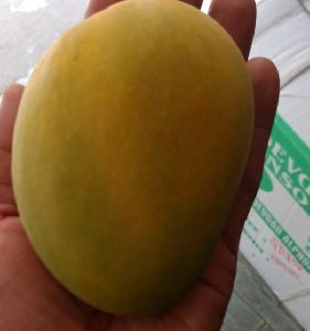 devgad hapus mango
