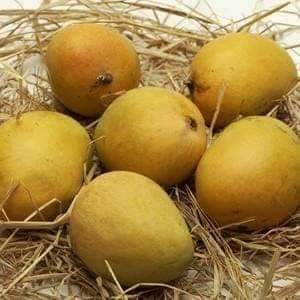 Ratnagiri Hapus Mangoes