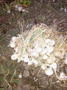 White Onions