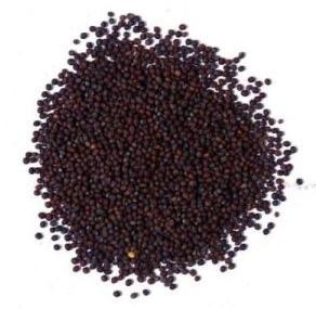 Mustard Seeds